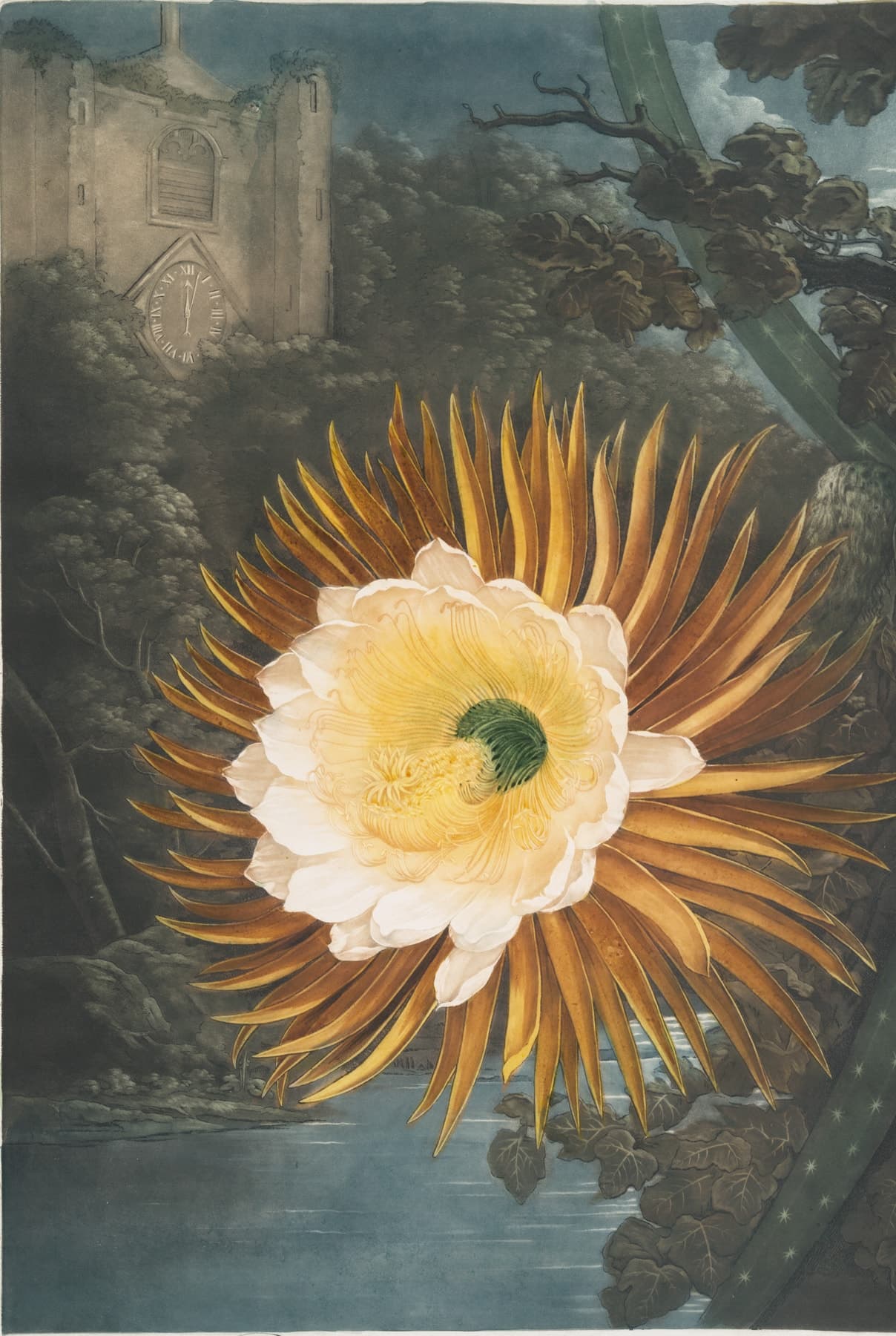 The night-blowing cereus: a great white and gold flower open in the dark, above a moonlit river, with a ruined tower behind it whose clock stands at midnight