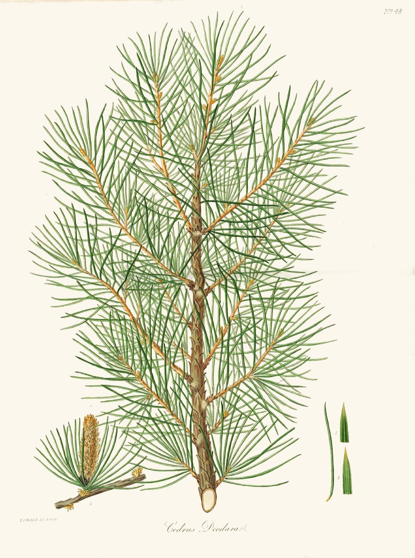 A hand-coloured engraving of a deodar bough, long soft needles fanning from a brown branch, with a young cone below