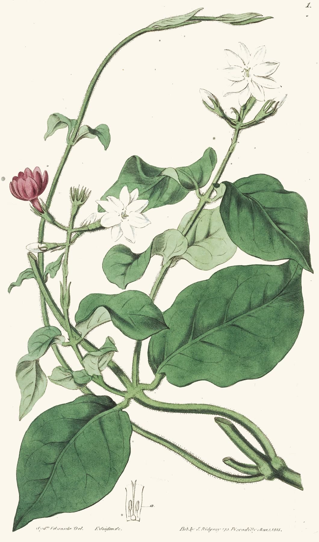 A hand-coloured engraving of Arabian jasmine: white star-shaped flowers and one crimson bud on a climbing stem with broad green leaves