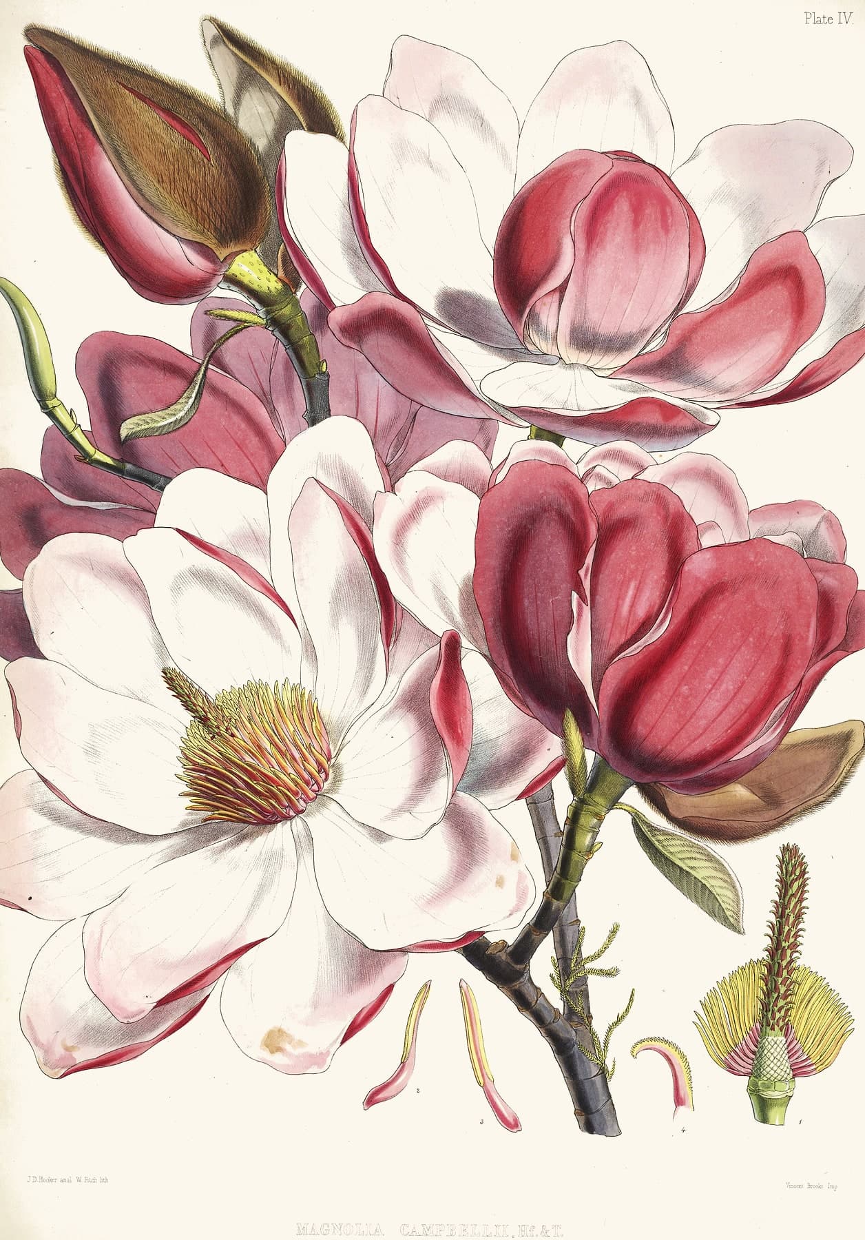 A hand-coloured lithograph of Magnolia campbellii: great rose and white flowers filling the sheet, with deep crimson buds on a bare branch