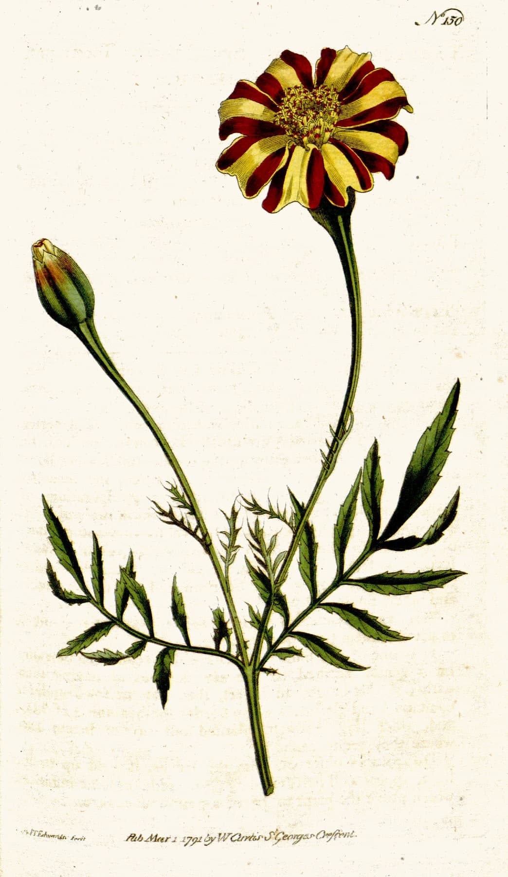 A hand-coloured engraving of a French marigold, its striped red and yellow flower above a bud and feathery leaves, numbered 150